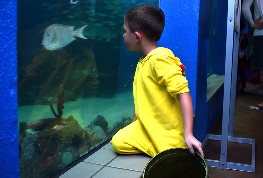Tristan Monteleone checks out the fish in the shark tank at Mote.