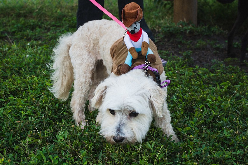 Lucy wears a little a cowboy.