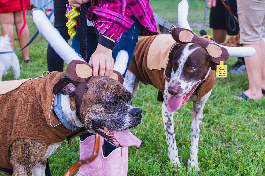 Camile and Moose dressed up as cattle and won the award for Judge's Choice.