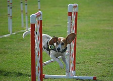 Jayne, a 7-year-old rescue beagle, seems to be having a great time on the obstacle course set out by Bradenton's Dog Stars training and grooming..