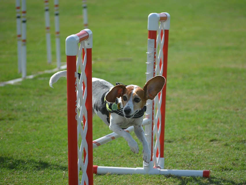 Jayne, a 7-year-old rescue beagle, seems to be having a great time on the obstacle course set out by Bradenton's Dog Stars training and grooming..
