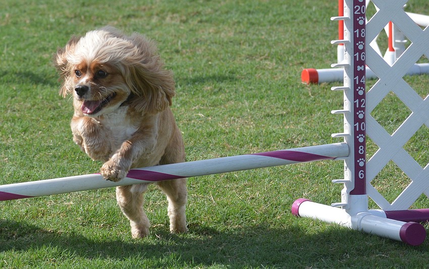 Billy, a 5-year-old Cavachon, performs for Bradenton's Dog Stars during the Barctober Fest.