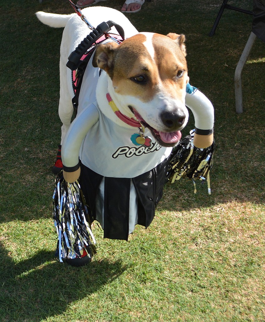 Angel, a 4-year-old Whippet Terrier mix, dressed as a cheerleader. Angel is a service dog for Tim Daniel.
