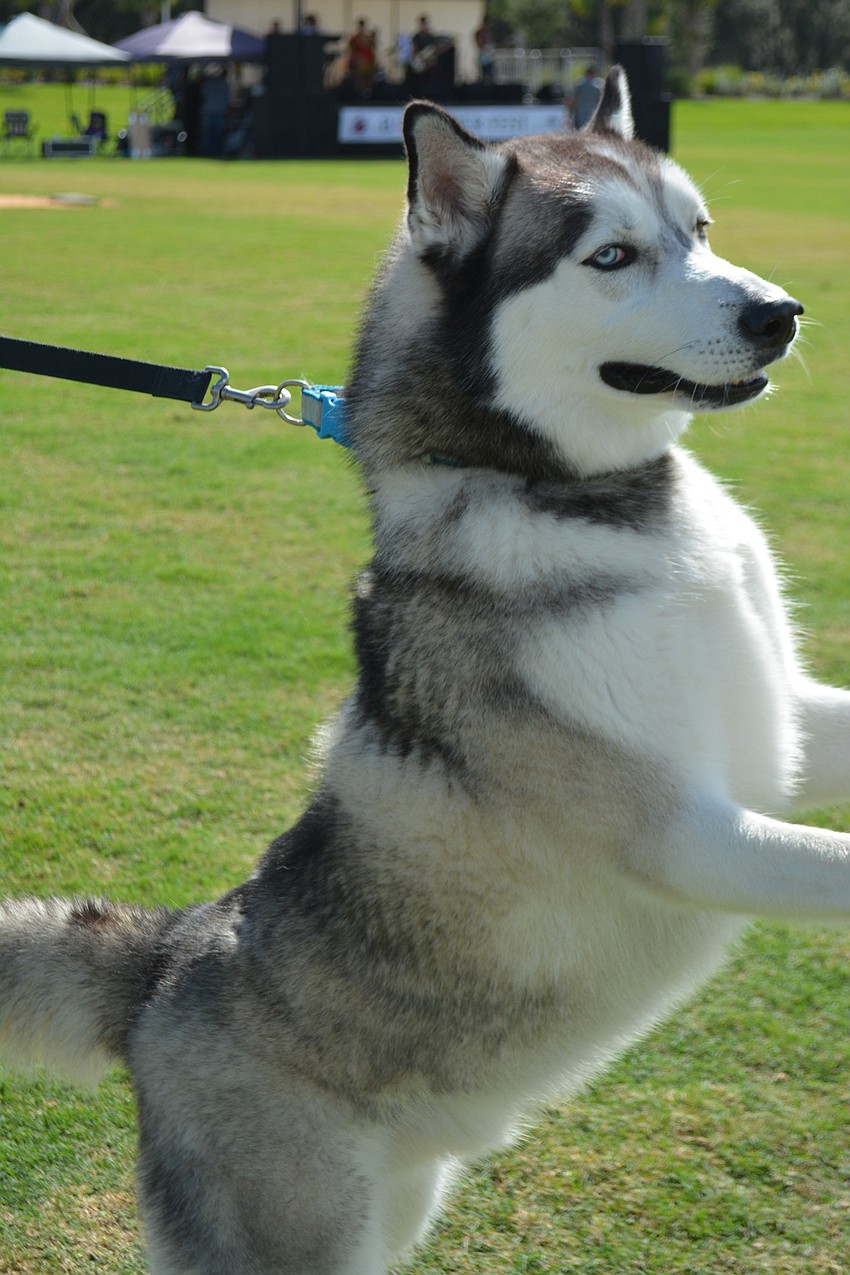 Maverick, a beautiful, 3-year-old Siberian Husky, was so excited he tries to pull away from owners Ryan and Hillary Ellis of Mallory Park.