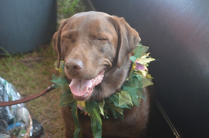 Lakewood Ranch's Killarney the dog is owned by Kelly Christie, the owner of the Wandering Pub LLC.