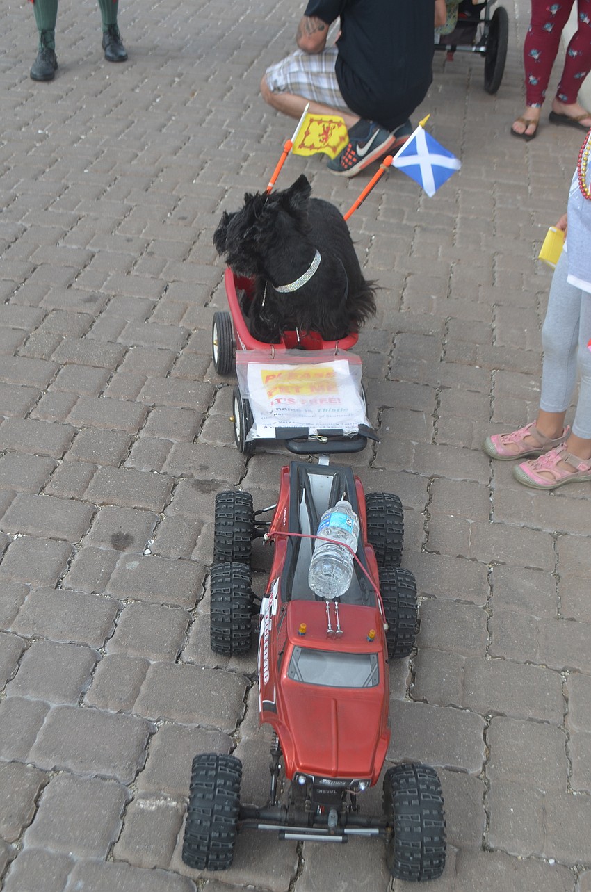Thistle is a 12-year-old Scottish Terrier from St. Petersburg that developed a limp around Christmas last year. Now, her owner Gary Graham uses a remote control car to pull her around in a wagon.