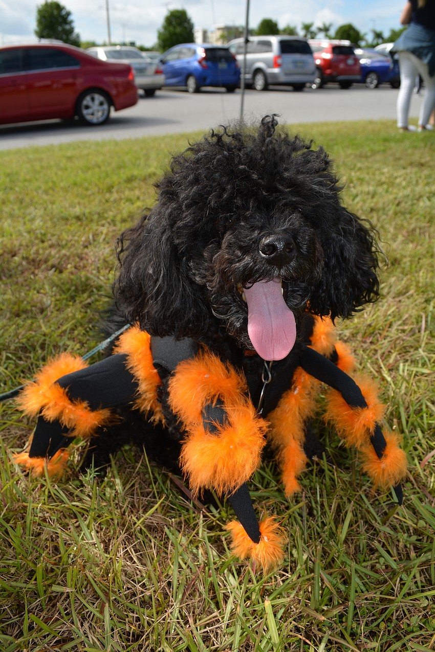 GreyHawk Landing's Danielle Mantone thought this spider costume was perfect for Cinder. 