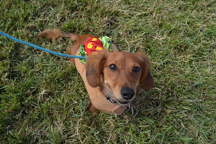 Sally may have been the hot dog, but her owners Janelle Lopez and Joshua Rosenauer came as mustard and ketchup.