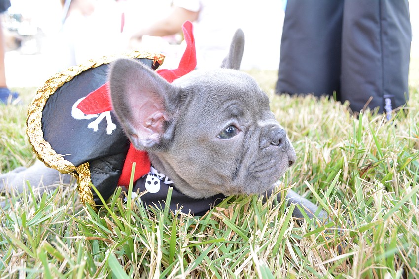 Eleven-week-old Toby had to take time to rest in the shade. His mom, Rita Cedillo also brought her older dog, Romina.
