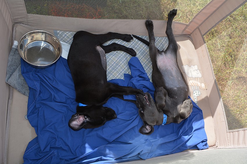 Nate's Honor Animal Rescue had puppies available for adoption.