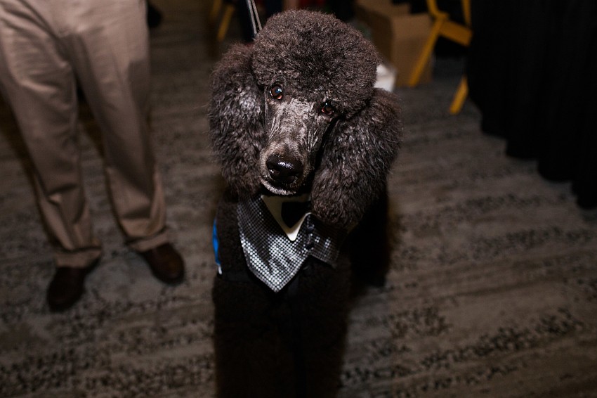 Reggie the Standard Poodle