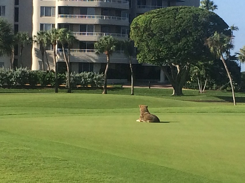 Sunday morning: The coyote was shooed off a green at the Islandside golf course on Sunday.