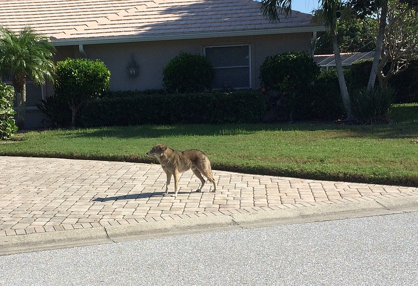 10:30 a.m. He showed up on Bogey Lane in Country Club Shores not long after.