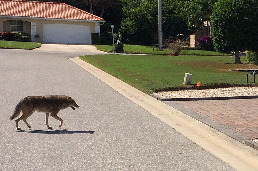 1:05 p.m.: Crossing Chipping Lane.