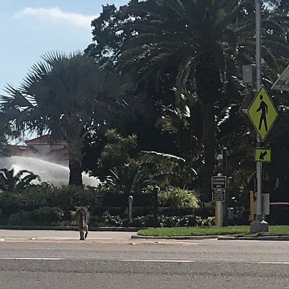 Sunday afternoon: Using the crosswalk on Gulf of Mexico Drive to head back to the Islandside golf course.
