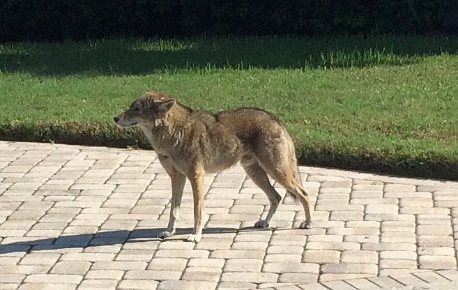 Witnesses said the coyote looked healthy and well-fed.