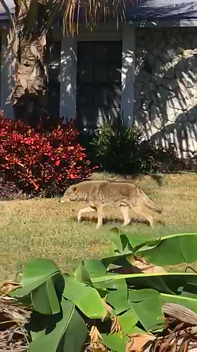 A resident captured a video of a coyote in his neighborhood in north Sarasota.