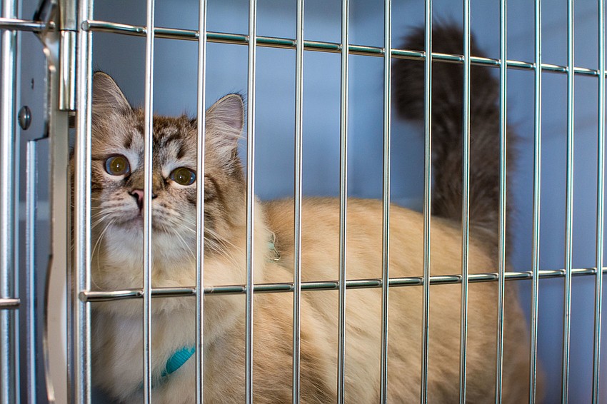 A cat spends some time at the pet shelter.