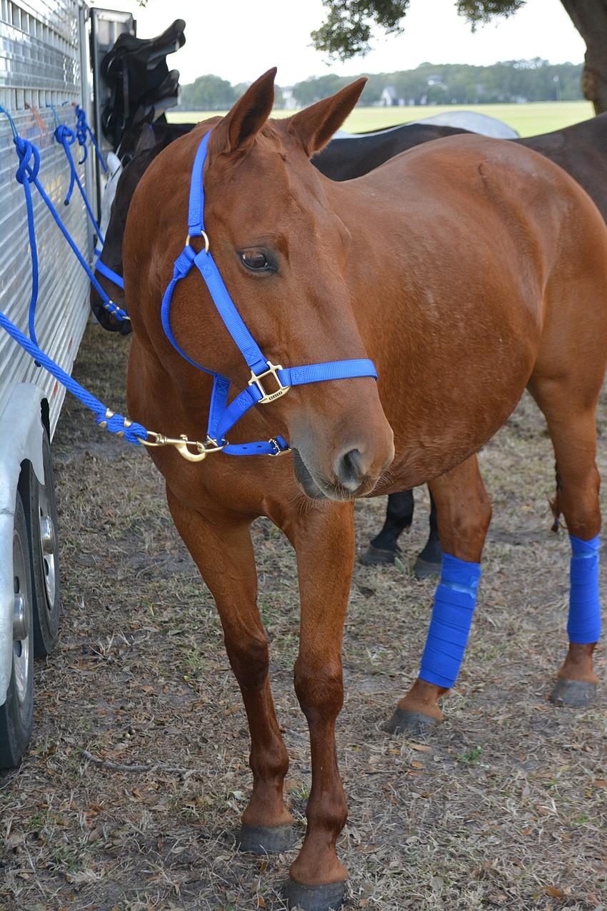 Horses waited their turn to get on the polo field.