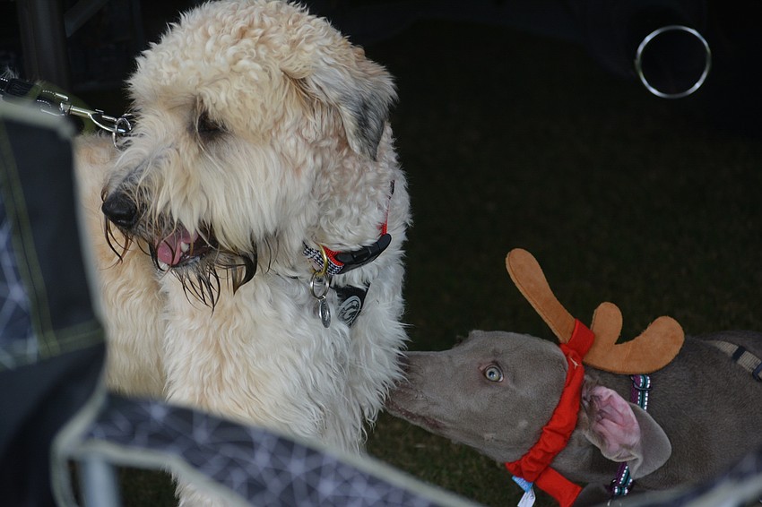 Ollie, a soft-coated Wheaton terrier, watches the crowd with his new friend, Sky, who is sporting reindeer antlers.