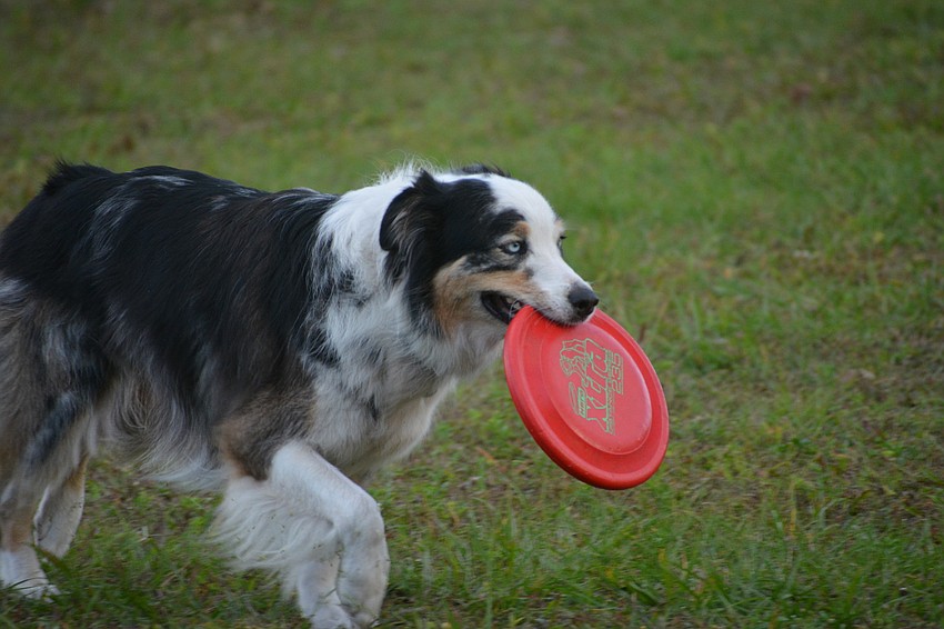 Malachi, a blue Merle Australian Shepherd, retrieves for Linda Shoenberger.
