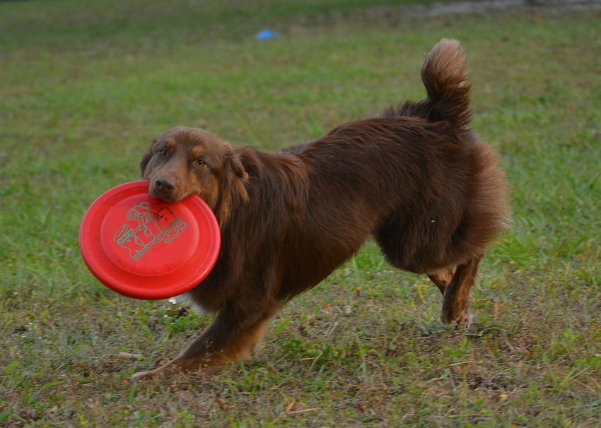 Watson brings the Frisbee back to Linda Shoenberger during the competition.