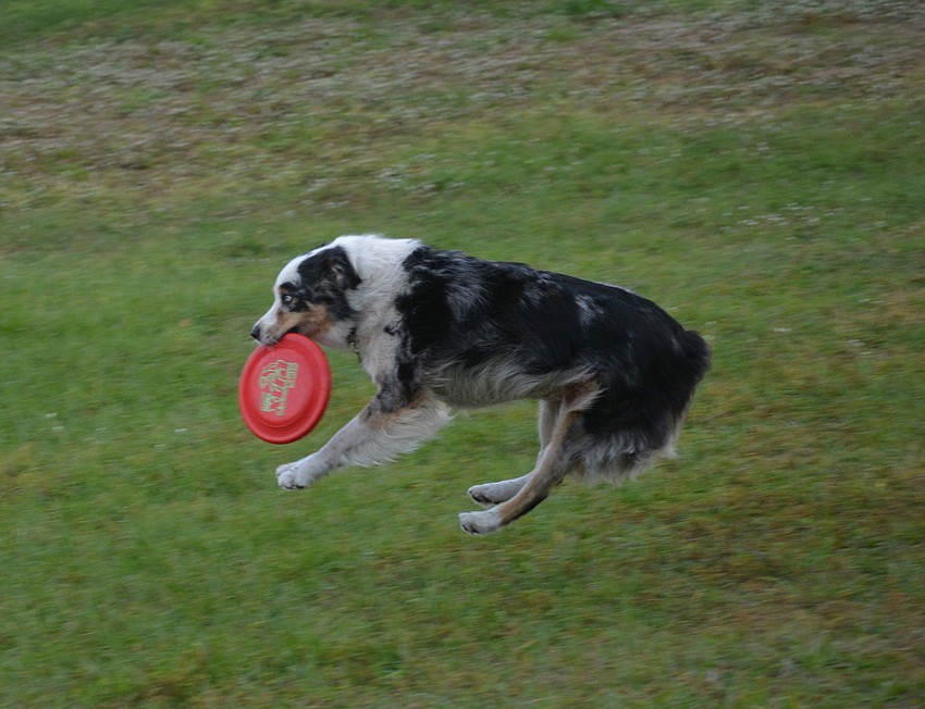 Once the dogs get the Frisbee, they have to hustle back for the next throw.