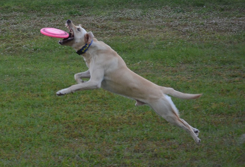 Jack is a 3-year-old Yellow Labrador Retriever belonging to Sharon Ryther, and he obviously loves the competition.