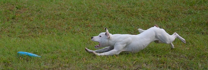 Tactic, a 1-year-old Staffordshire Bull Terrier retrieves for Becky Davidson.