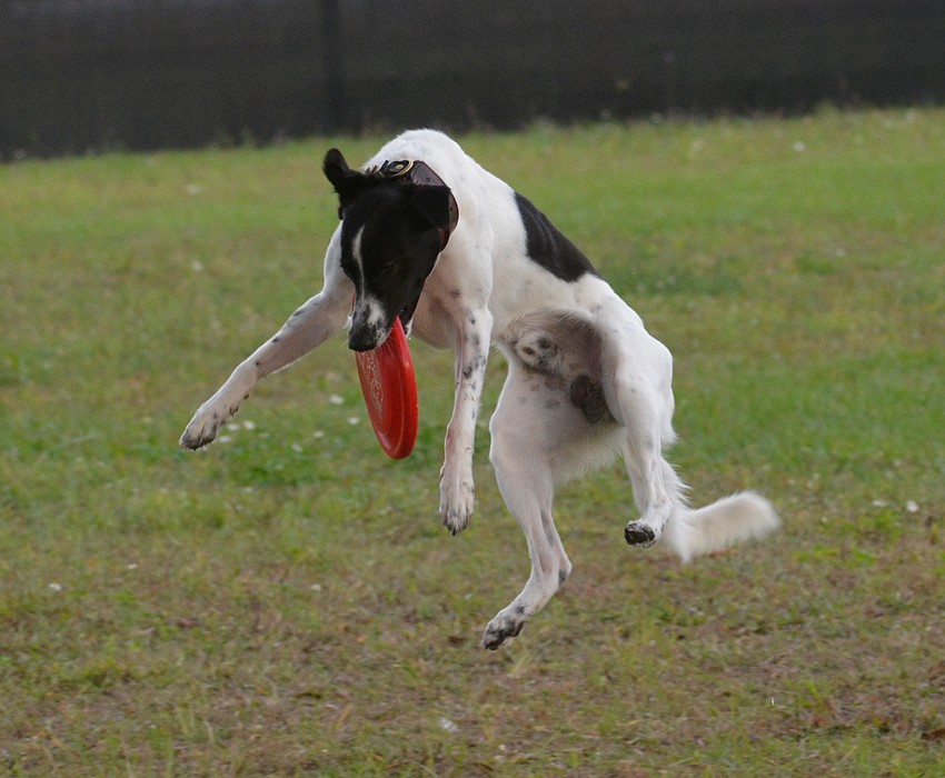 Heist, a 20-month-old border collie mix performs for Parrish's Paulina Sanborn.