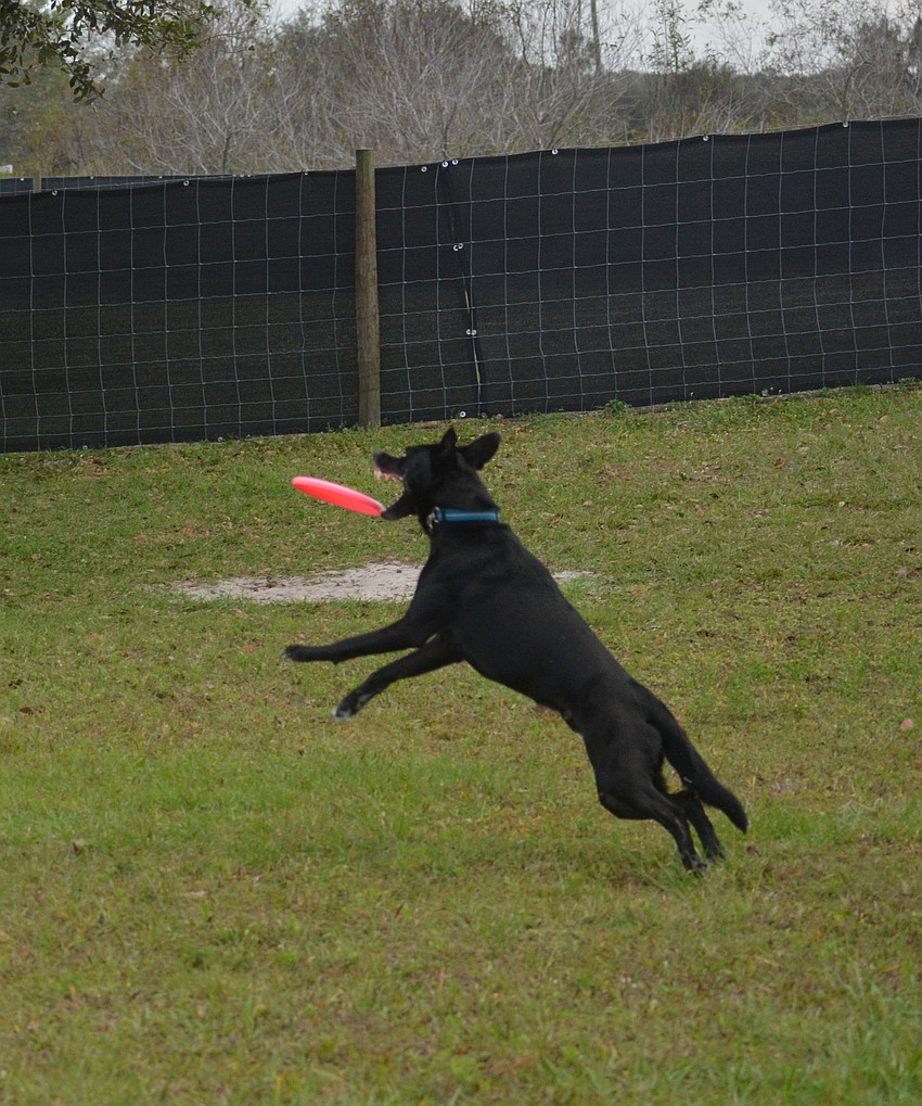 Merlin has both the speed and natural ability to elevate his team .