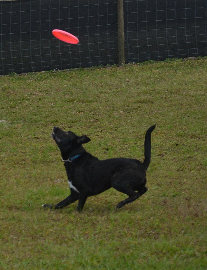 Merlin has both the speed and natural ability to elevate the team .