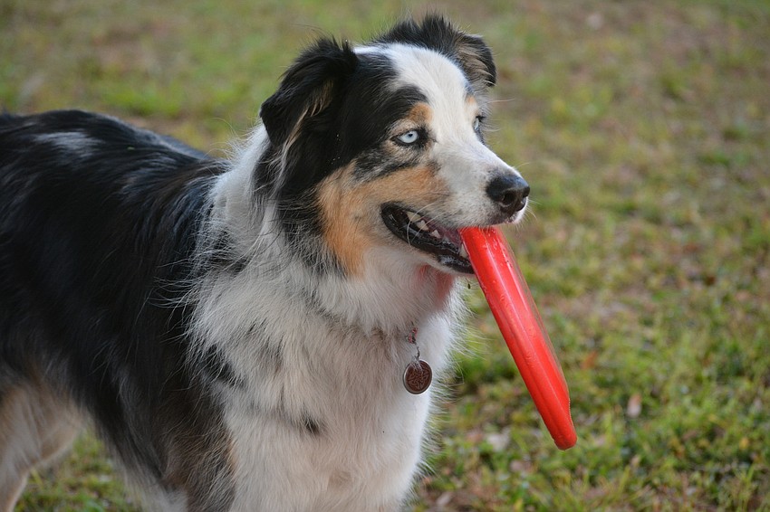 Malachi makes a good partner for Linda Shoenberger