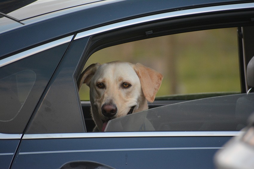 Put me in , Coach!  Jack, a yellow lab, waits his turn with Vintage Creek's Sharon Ryther.