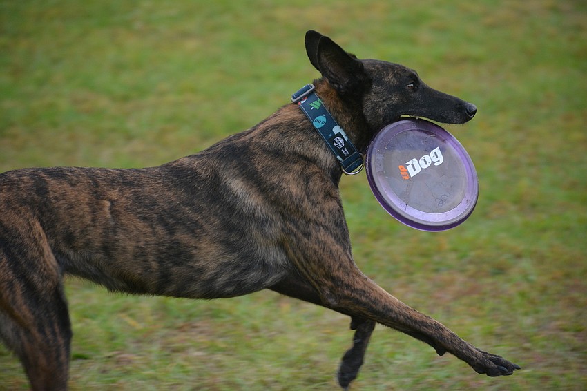 Siren is a 2-year-old Dutch shepherd.