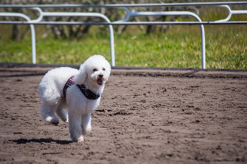 No bets were made, but plenty of everyday dogs hit the track at Sarasota Kennel Club during the facility’s annual Mutt Derby.
