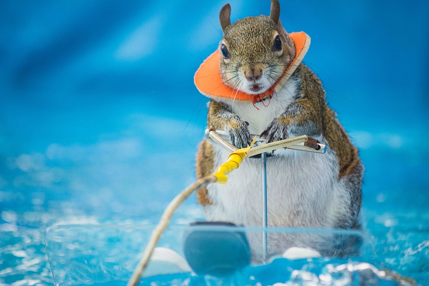 Twiggy the water-skiing squirrel performed at the 36th annual Suncoast Boat Show on April 20 as part of her farewell retirement tour. Twiggy made several performances during the two-day event at Marina Jack.