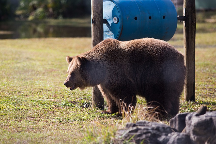 The bears played with the barrel to get cookies out of the holes.