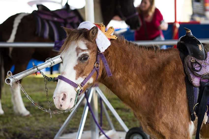 Chief the pony gave children pony rides.