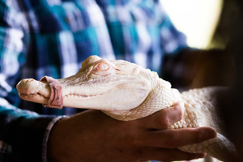 The albino American Alligator is seven years old.