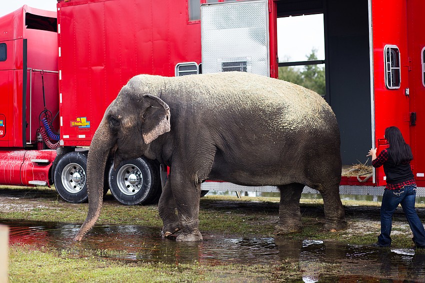 The elephant gave rides throughout the day.
