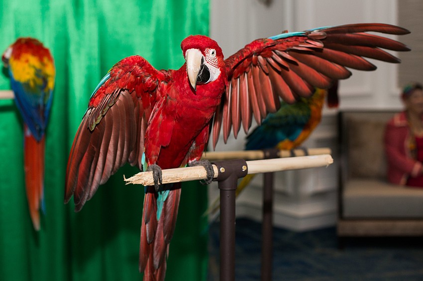 Andy Jr. from the Sarasota Jungle Gardens shows off his wingspan.