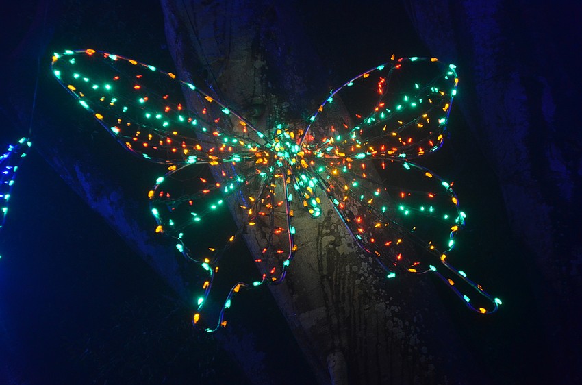 One of the many butterfly lights that hangs from the trees entranced the children who walked underneath them.