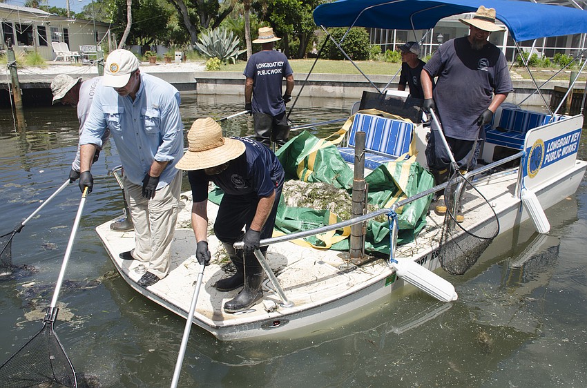 Town staffers began cleaning up canals of the dead fish left behind by red tide.