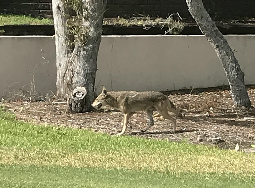 Coyotes on Longboat Key became a thing in August.