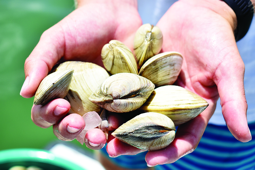In an effort to improve the water quality of Sarasota Bay, the Sarasota Bay Watch embarked on restoration efforts over the summer of southern hardshell clams.