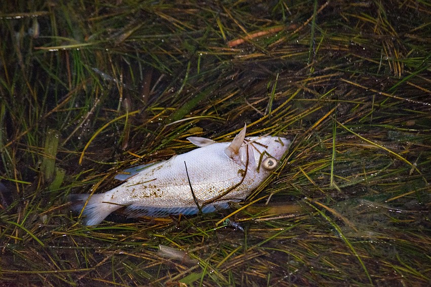 Beginning Aug. 3, county officials began responding to what longtime residents have described as a particularly strong red tide bloom.