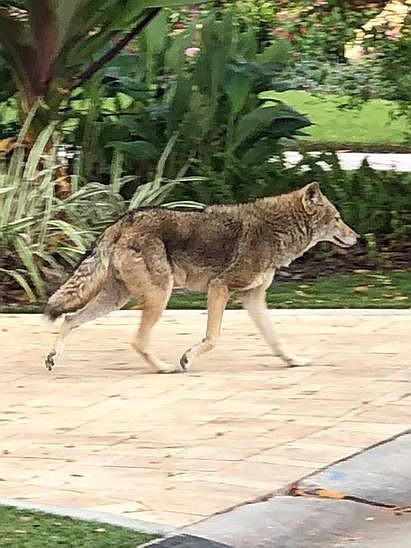 Coyotes showed up in Sarasota neighborhoods.