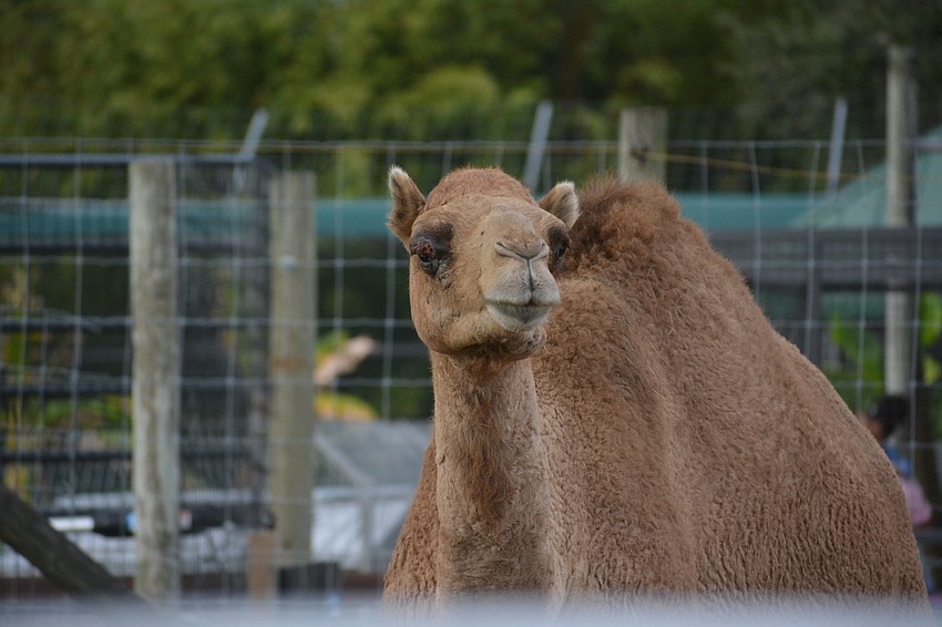 Olissio Zoppe said his horses were more bothered by the camels at Big Cat Habitat than the huge cats because they looked somewhat familiar, but strange.