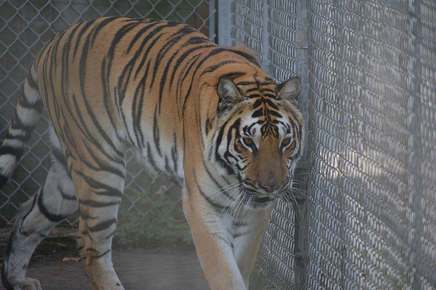 Big Cat Habitat is hoping to use funds from the Cirque Maceo to build a clinic for its older tigers and lions.